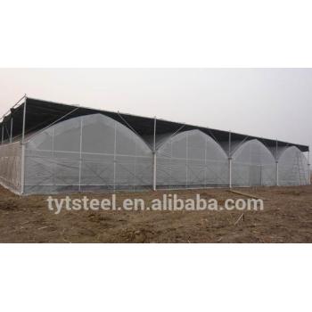 greenhouses for cucumber