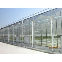 VENLO type glass greenhouse