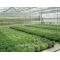 large span PC sheet greenhouse