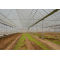 Multi-Span Agricultural Greenhouses---TYTGG