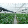 multi-span commercial polythene greenhouse