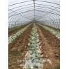 Quonset type Tunnel film greenhouse greenhouse