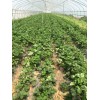Strawberry Tunnel film greenhouse greenhouse