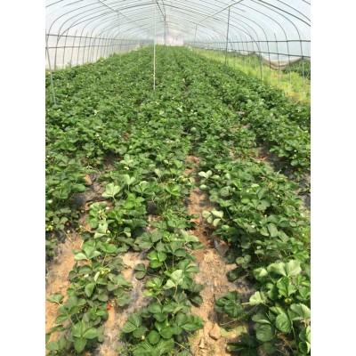 Strawberry Tunnel film greenhouse greenhouse