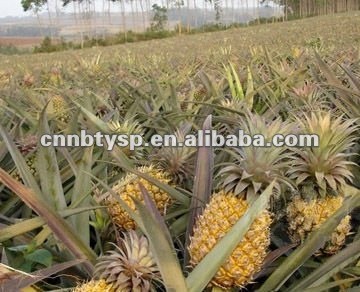 Canned pineapple material photo-3.jpg