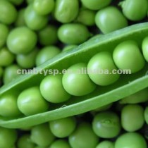 425g*24 frozen canned green peas