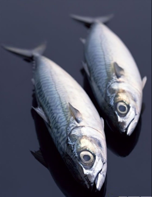 company profile - crab, octopus, hairtail