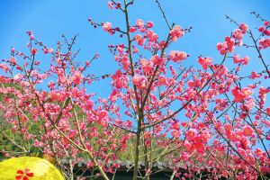 Can spring be far behind?