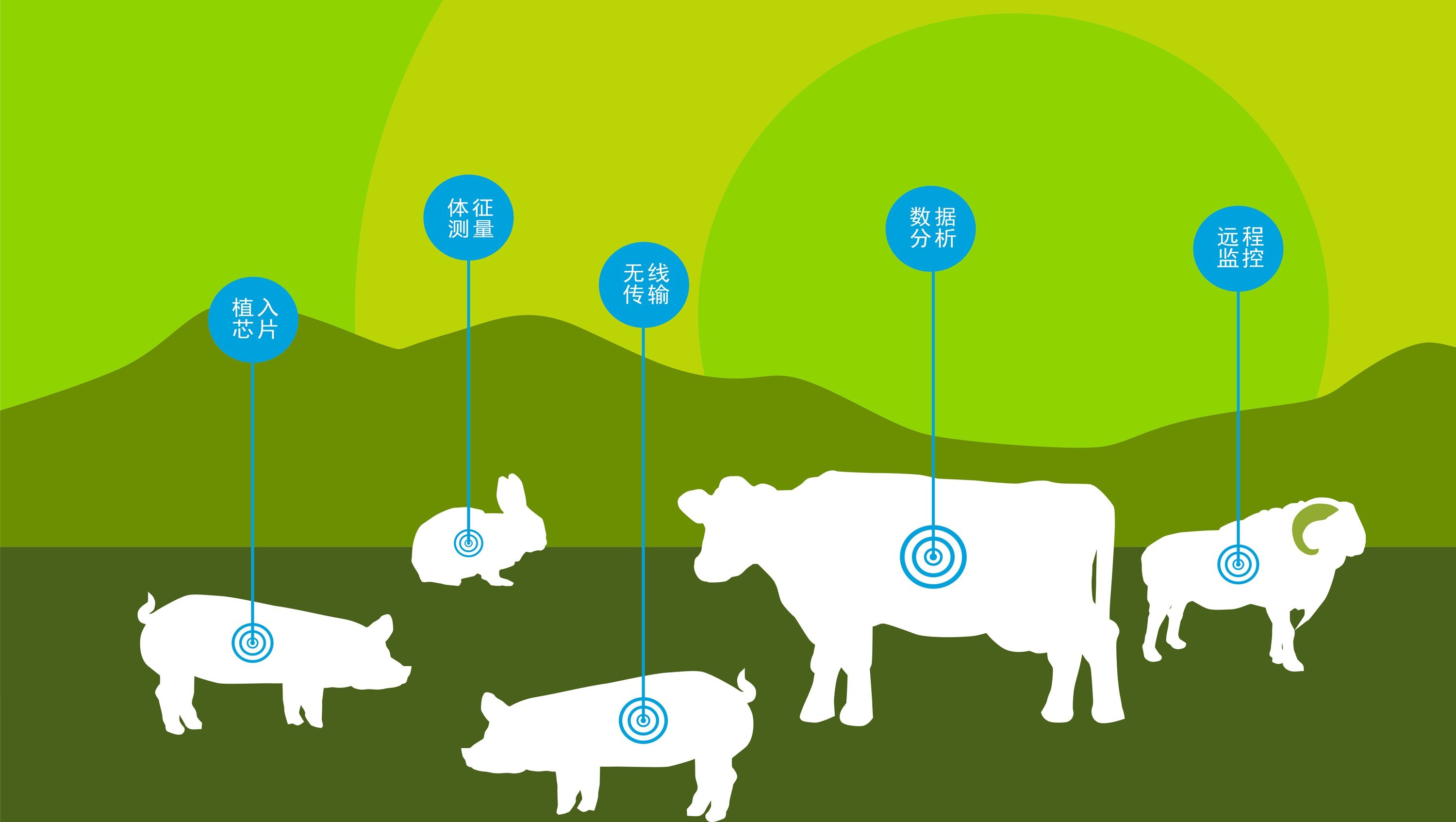 Livestock Breeding Measurement