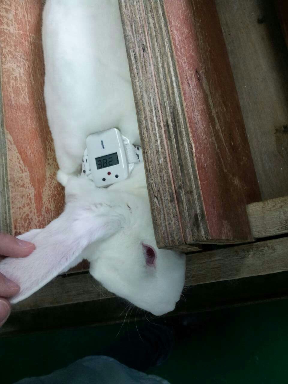  implants the temperature sensor into the Rex Rabbit body