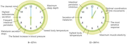 Body clock measuring instrument