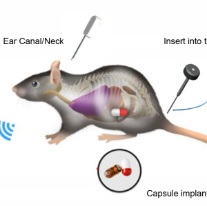 Rat and Mouse Thermometer