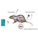 Rat and Mouse Thermometer
