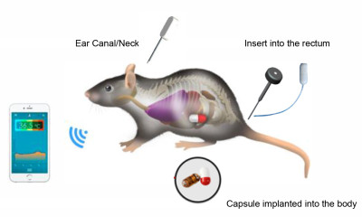 Rat and Mouse Thermometer