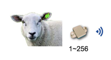 羊体温遥测系统—AI智能养殖装备