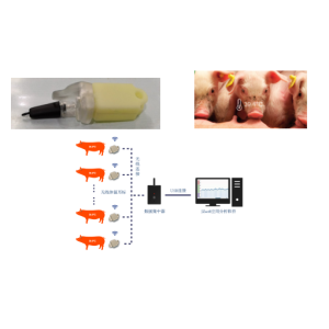 可穿戴方式猪牛羊体温耳温采集耳标智能耳标无线RFID远程监测遥测，畜牧养殖物联网羊联网牛联网猪联网