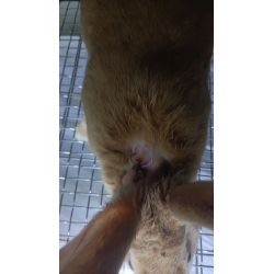 Implantable thermometer recorder for rabbit and mouse