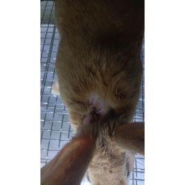 Implantable thermometer recorder for rabbit and mouse