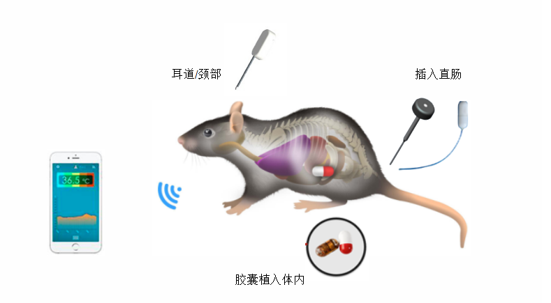 实验动物大小鼠体温计的选择