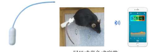 Rat and Mouse Thermometer