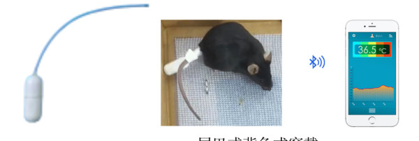 Implantable Body Core Thermometer