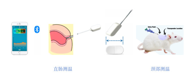Rectum/oral cavity Thermometer