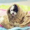 Factory supply newest design pet blankets