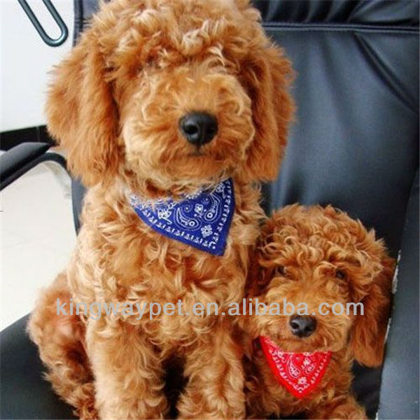 Dog Bandanna Scarf with Leather Collar Paisley Pattern Pet Accessory