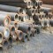 API seamless pipe for water/ gas application