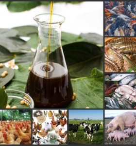 HXY-1S animal feed additives emulsifier soya lecithin liquid soybean extract