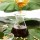 industrial grade soya/soy lecithin liquid for fatliquors