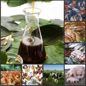 Non-GMO Free Liquid Soya Lecithin feed grade