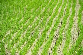 Seed Planter: Revolutionizing Agricultural Practices with Innovative Technology