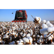 How good is Xinjiang cotton? Cotton non-woven fabric is better, suntech non-woven fabric organization loves human health