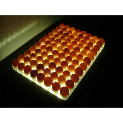 LED multi-egg desktop egg candle