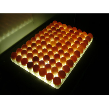 Egg embryo detector light/chicken egg embryo tester/egg candler
