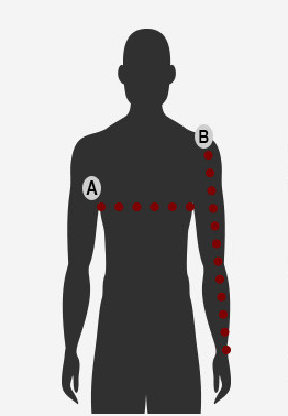 ขนาดแผนภูมิ