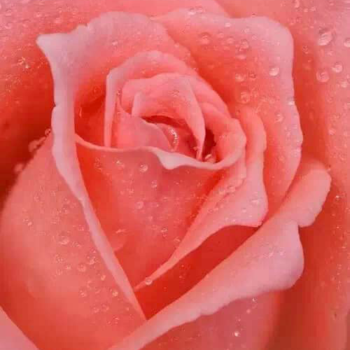 Happy Valentine's Day💝