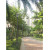 High quality light | Landscape lamp WD-T205 | 4 meters high | LED module | stainless steel head