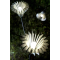 Stainless Steel Garden Lamp | Landscape Lamp WD-C253 | Tempered Glass | Flower Shape Lights | IP55