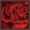 Diy oil painting by digital F002 flower picture red rose oil painting by numbers