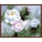 painting by numbers - manufactor - EN71,CE,2015 factory new flower design GX6079