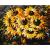 abstract oil painting by number 2015 factory hot selling picture GX6783 sunflower design