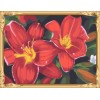GX7262 2015 new flower picture canvas oil paint by numbers kit for beginners