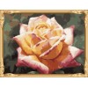 picture by numbers abstract flower oil painting with wooden frame GX7301