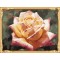 picture by numbers abstract flower oil painting with wooden frame GX7301