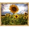GX7451 sunflower digita oil painting for home decor