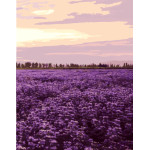 gx7943 paintboy Lavendel malen nach zahlen kit für erwachsene