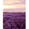 GX7943 paintboy lavender paint by numbers kit for adults