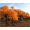 diy painting by numbers tree picture artist oil color set for beginners GX7068
